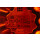 Flashing beacon 24 V LED yellow (amber) HELLA K-LED 2.0